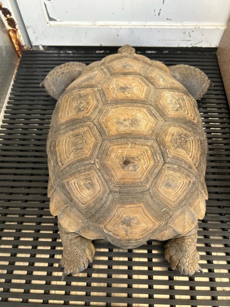 REPTILE, TORTOISE, UNKNOWN SEX, ADULT