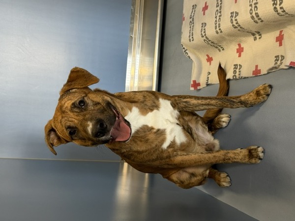 DOG, PITBULL MIX, MALE, BROWN BRINDLE/WHITE, JUVENILE, NO MICROCHIP