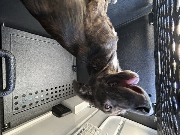 DOG, PITBULL MIX, FEMALE, BROWN BRINDLE/BLACK, JUVENILE, NO MICROCHIP