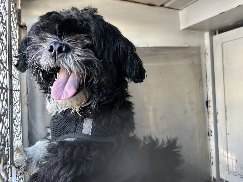 DOG, SHIH TZU, MALE, BLACK/WHITE, ADULT, WEARING HARNESS, NO MICROCHIP