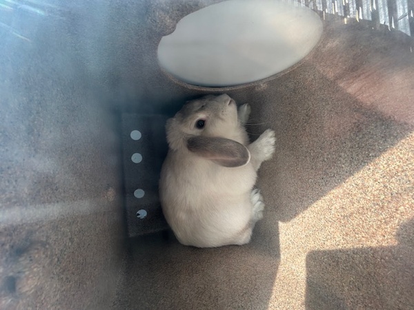 RABBIT, LOP EAR, UNKNOWN SEX, WHITE/GRAY, ADULT, NO MICROCHIP