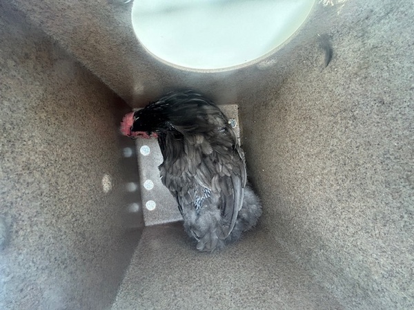 CHICKEN, UNKNOWN SEX, BLACK/GRAY, ADULT