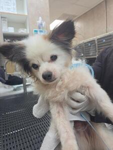 DOG, TERRIER MIX, WHITE/BROWN, MALE, SENIOR, NO MICROCHIP