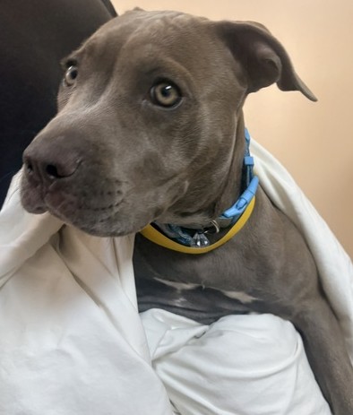DOG, PITBULL, FEMALE, GREY, JUVENILE, NO MICROCHIP