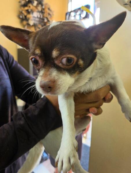 DOG, CHIHUAHUA MIX, MALE, WHITE/BROWN, ADULT, NO MICROCHIP