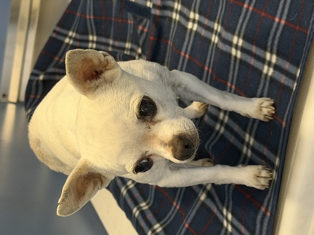 DOG, CHIHUAHUA, TAN/WHITE, FEMALE, ADULT, NO MICROCHIP