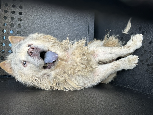 DOG, CHOW CHOW, WHITE, FEMALE, SENIOR, NO COLLAR, NO MICROCHIP