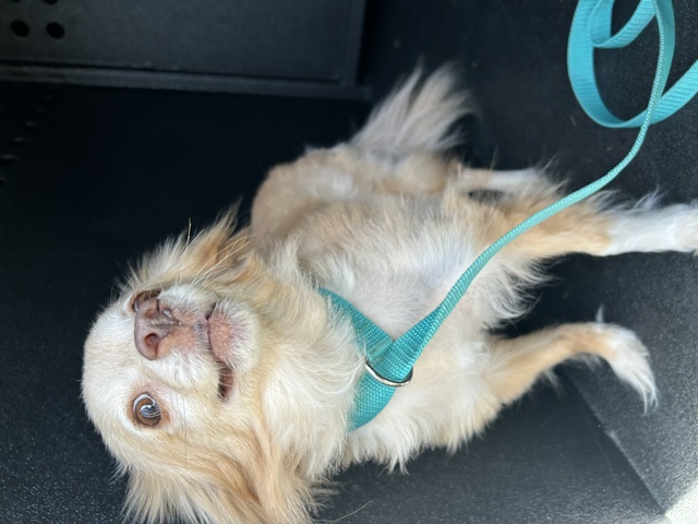 DOG, PAPILLON-TYPE MIX, TAN/WHITE, MALE, NO MICROCHIP