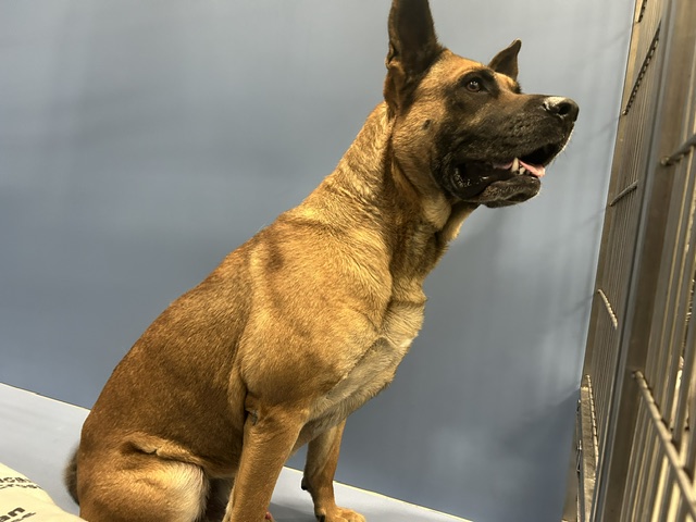 DOG, GERMAN SHEPHERD, TAN/BLACK, MALE, ADULT, NO MICROCHIP