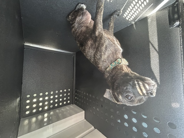 DOG, PUG MIX, BROWN BRINDLE, FEMALE, ADULT, NO MICROCHIP, WEARING MULTI-COLOR OODLES COLLAR