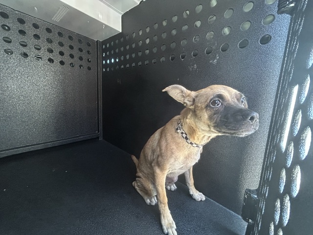 DOG, PUG MIX, TAN, MALE, ADULT, NO MICROCHIP, WEARING BLACK/WHITE CHECKERED OODLES COLLAR