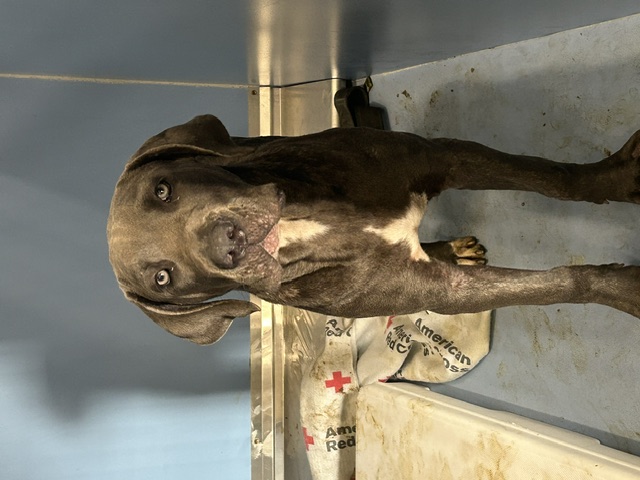 DOG, CANE CORSO, GRAY, MALE, JUVENILE, NO MICROCHIP