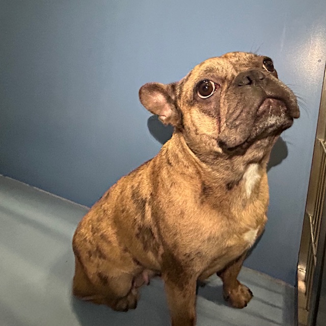 DOG, FRENCH BULLDOG, FEMALE, BRINDLE, NO MICROCHIP