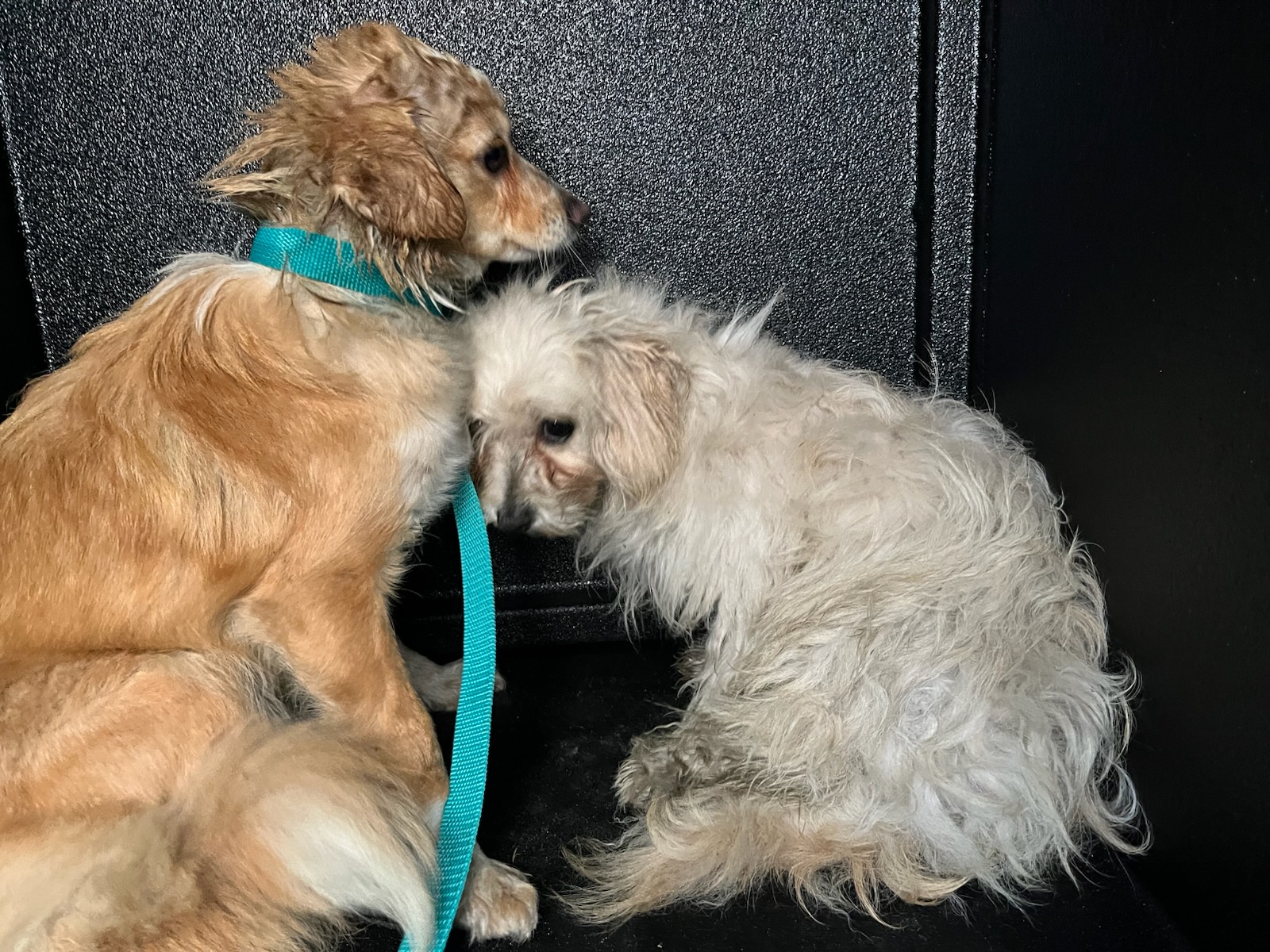 DOG, TERRIER MIX, BROWN, ADULT, NO MICROCHIP