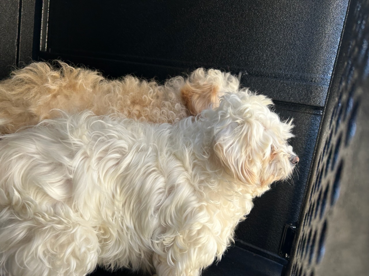 DOG, MALTESE MIX, WHITE, MALE, ADULT, NO MICROCHIP