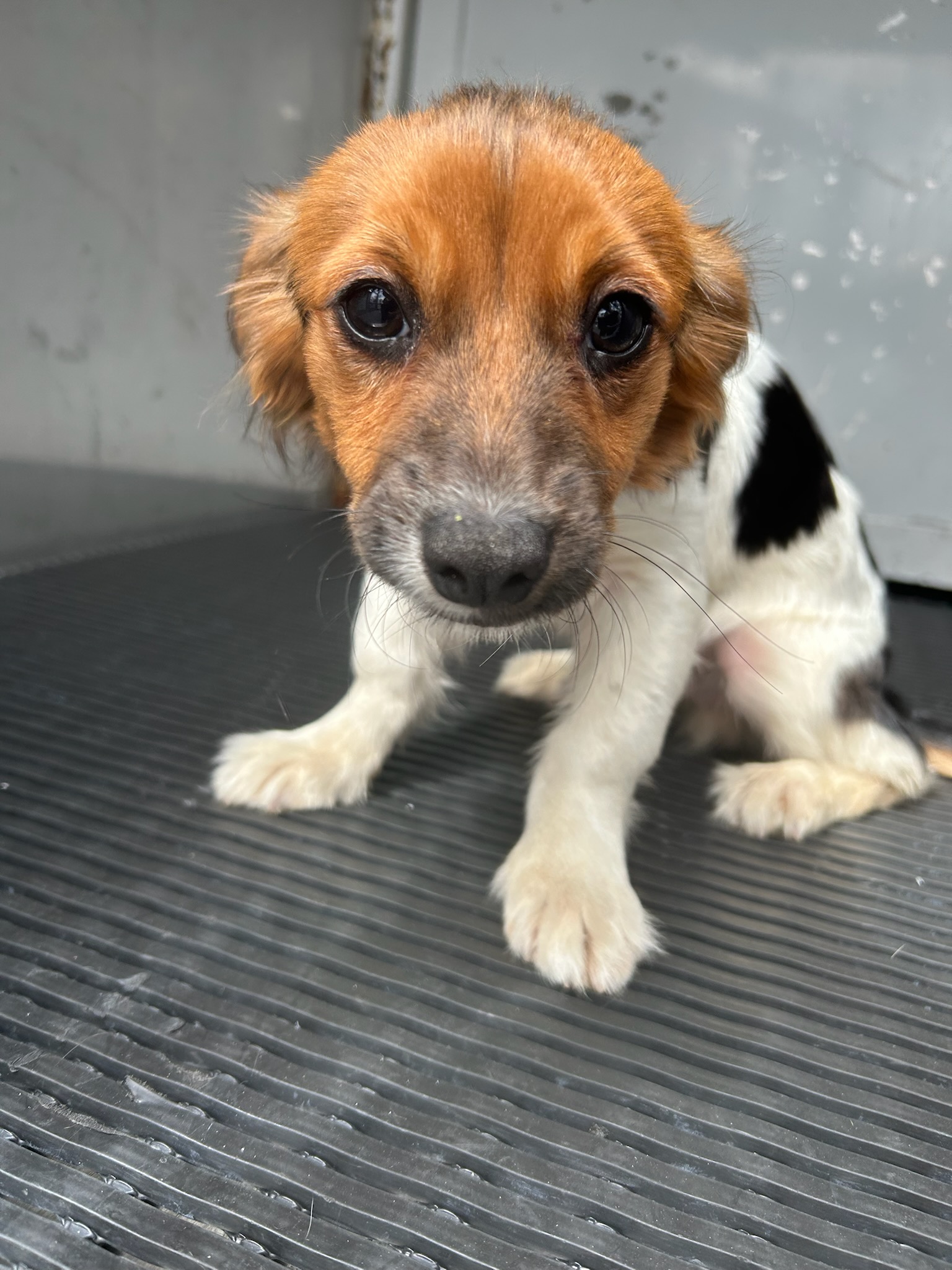 DOG, LONG-HAIRED CHIHUAHUA, WHITE/BLACK/BROWN, MALE, JUVENILE, NO MICROCHIP, WEARING COLLAR