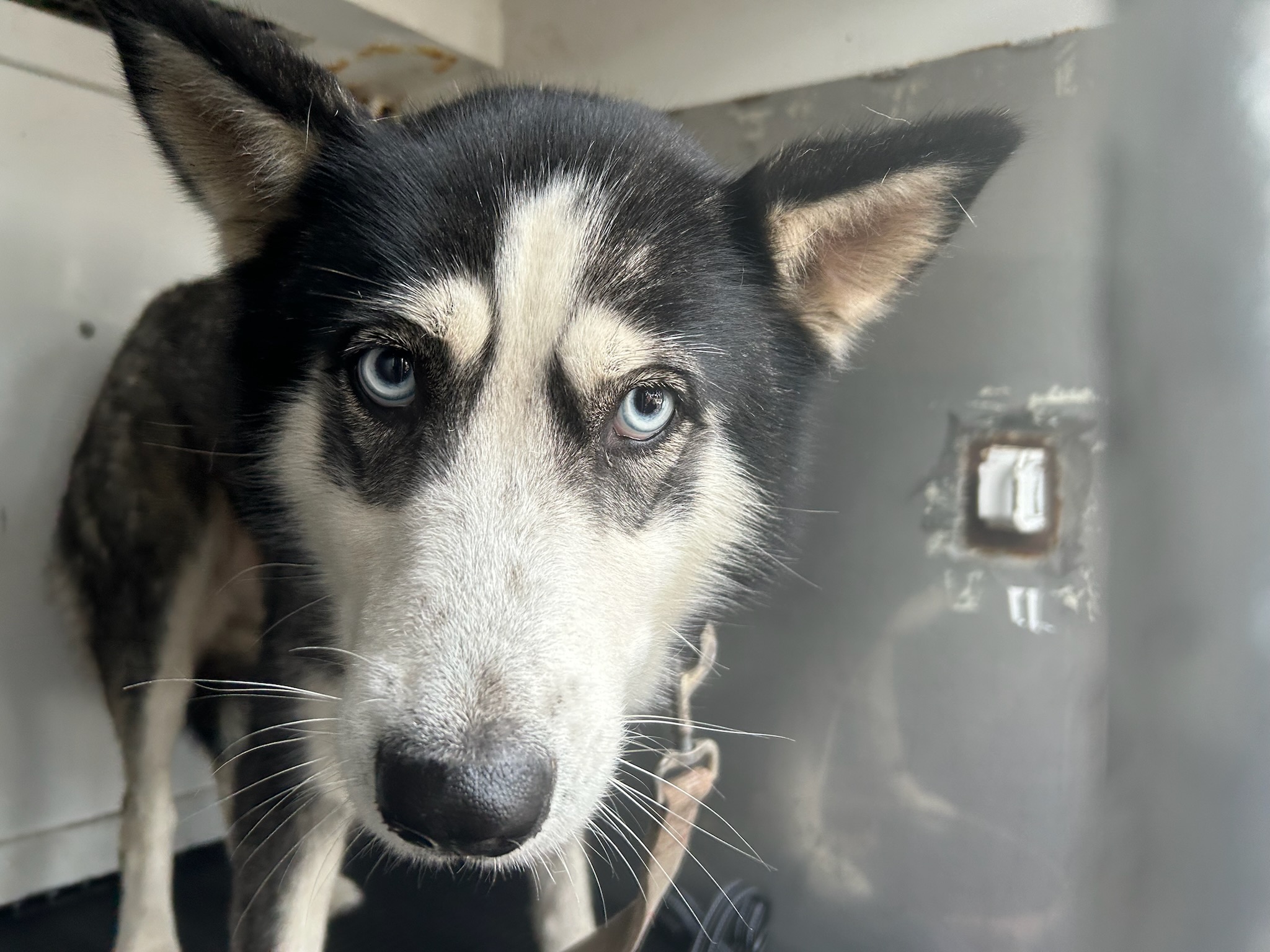 DOG, HUSKY, BLACK/WHITE, FEMALE, ADULT, NO MICROCHIP