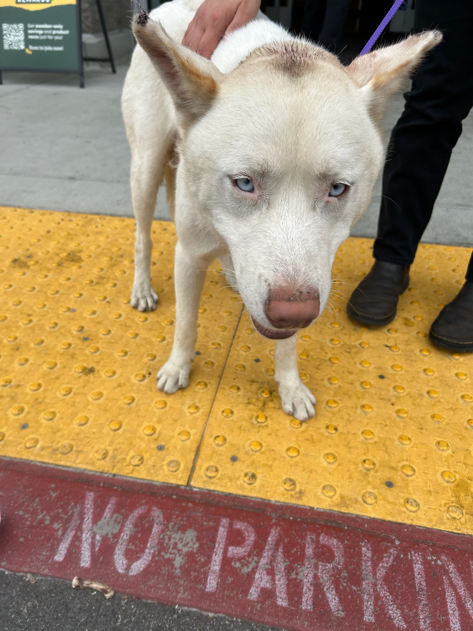 DOG, HUSKY, WHITE, MALE, ADULT, HAS MICROCHIP / NOT REGISTERED
