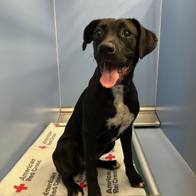 DOG, PITBULL MIX, BLACK/WHITE, FEMALE, NO COLLAR, NO MICROCHIP