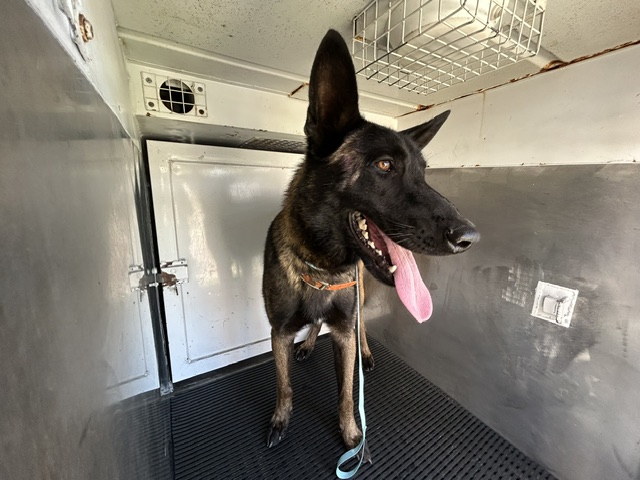 DOG, BELGIAN MALINOIS, BLACK/BROWN, MALE, ADULT, NO MICROCHIP