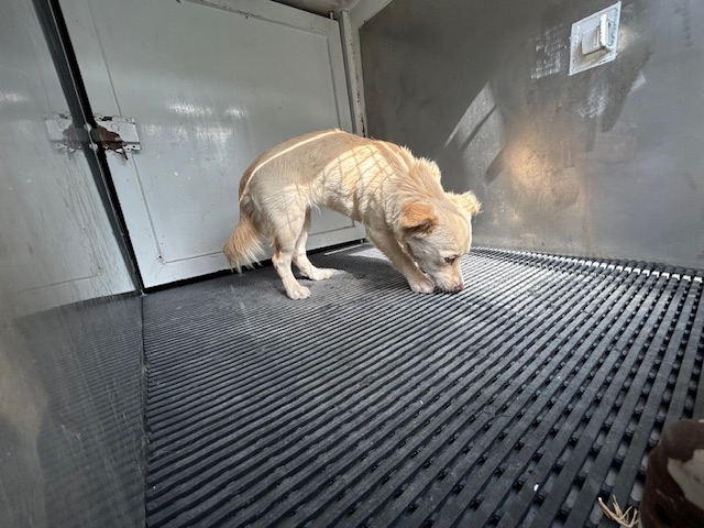 DOG, CHIHUAHUA MIX, WHITE, FEMALE, NO MICROCHIP
