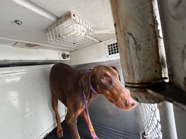 DOG, DOBERMAN, BROWN, MALE, ADULT, NO MICROCHIP