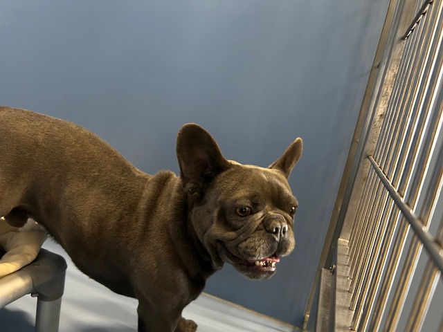 DOG, FRENCH BULLDOG, GRAY, MALE, ADULT, NO MICROCHIP