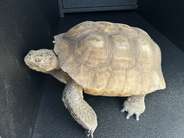 Desert Tortoise 