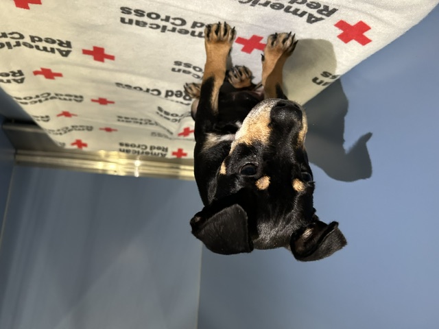 DOG, SHEPHERD MIX, FEMALE, BLACK/WHITE, JUVENILE/PUPPY, NO MICROCHIP