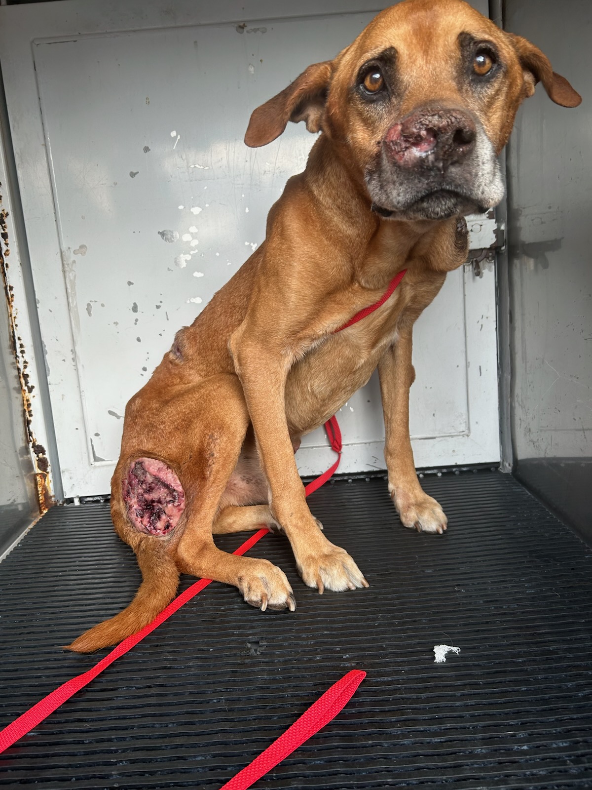 DOG, LABRADOR MIX, BROWN/BLACK, MALE, ADULT, HAS MICROCHIP, NO COLLARS/TAGS