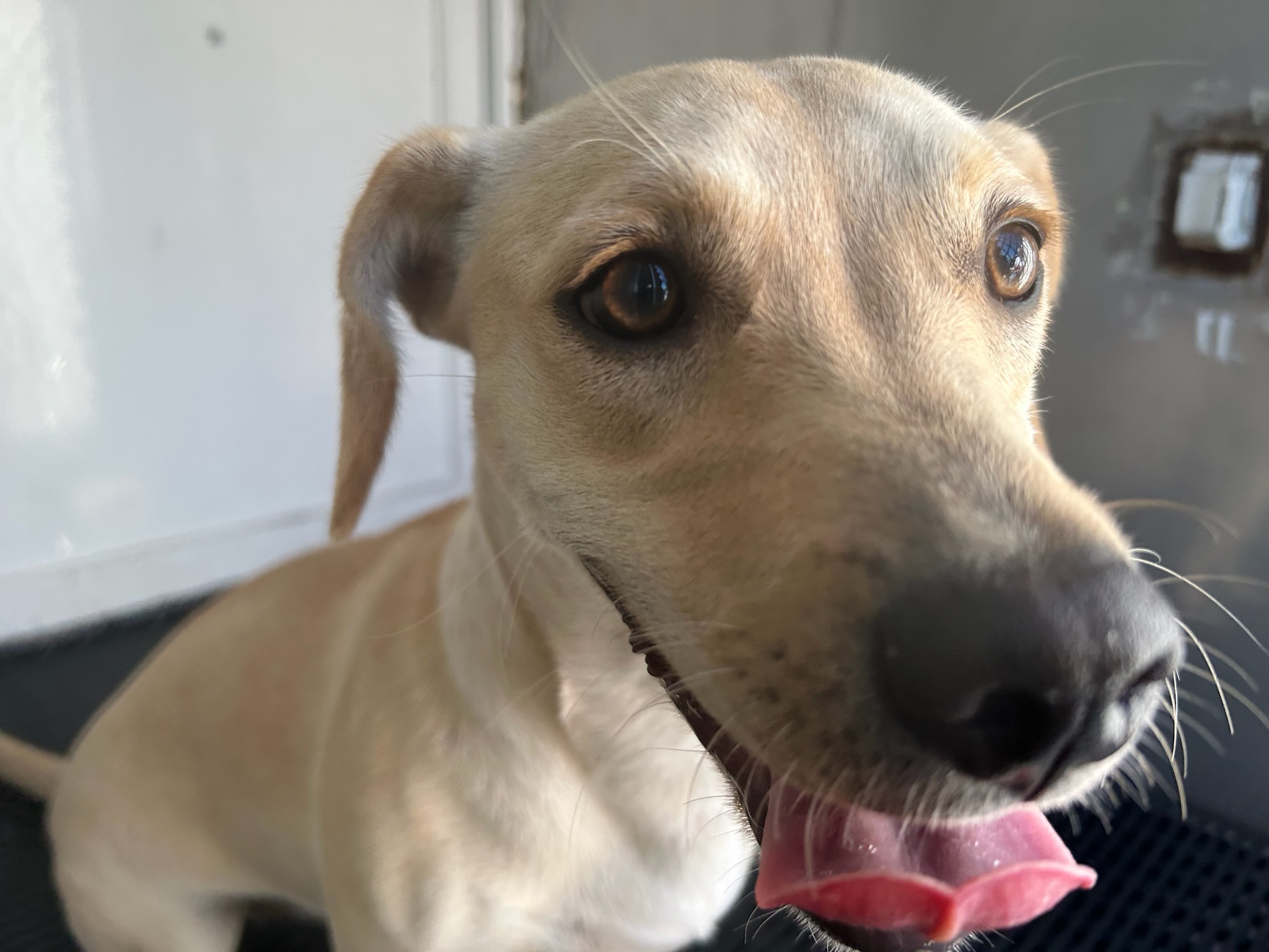 DOG, DASCHUND MIX, TAN, FEMALE, ADULT, NO MICROCHIP