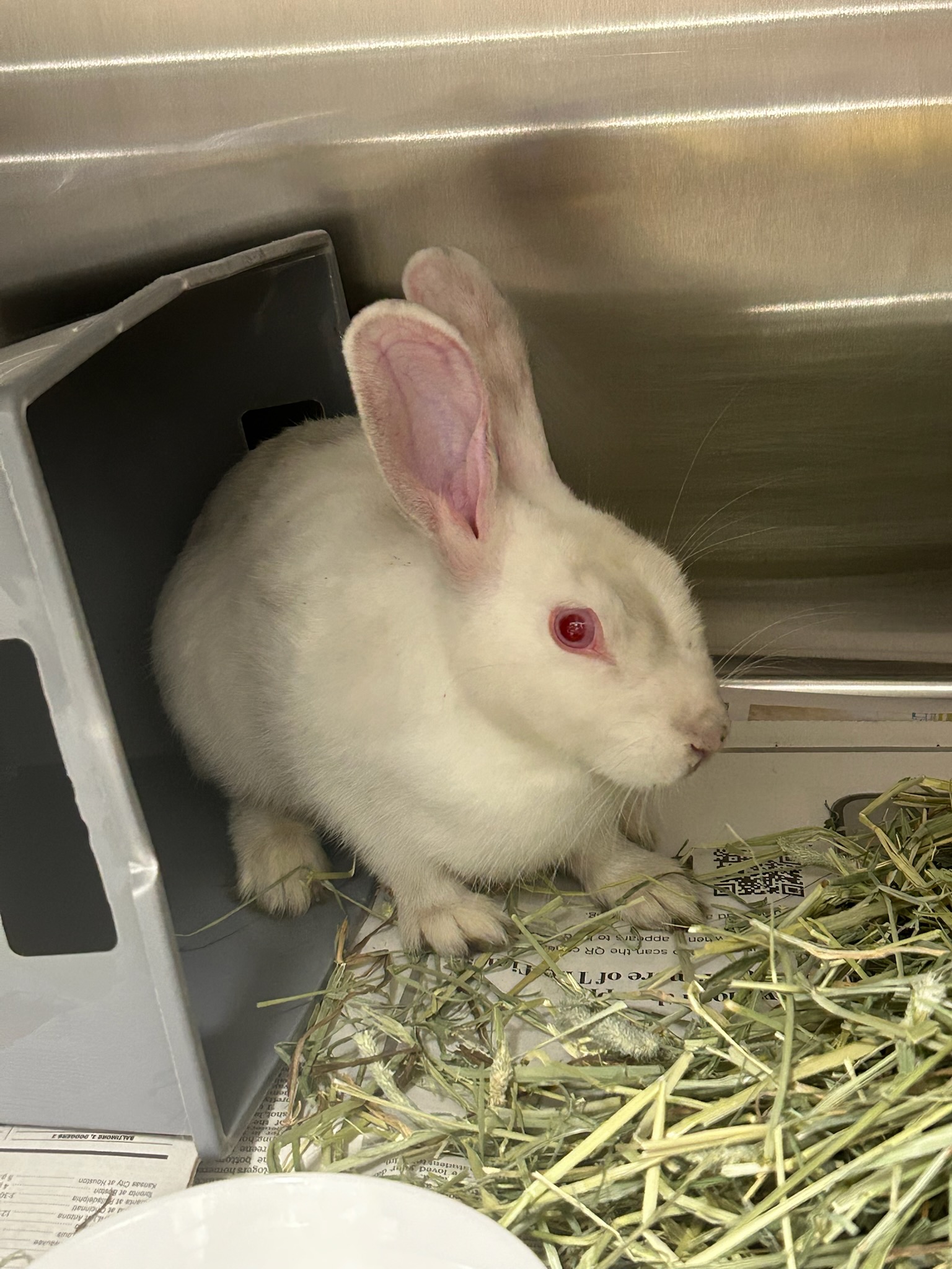 RABBIT, DOMESTIC SHORT HAIR, WHITE, ADULT