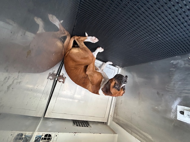 DOG, BOXER, BROWN/WHITE, MALE, ADULT, NO MICROCHIP