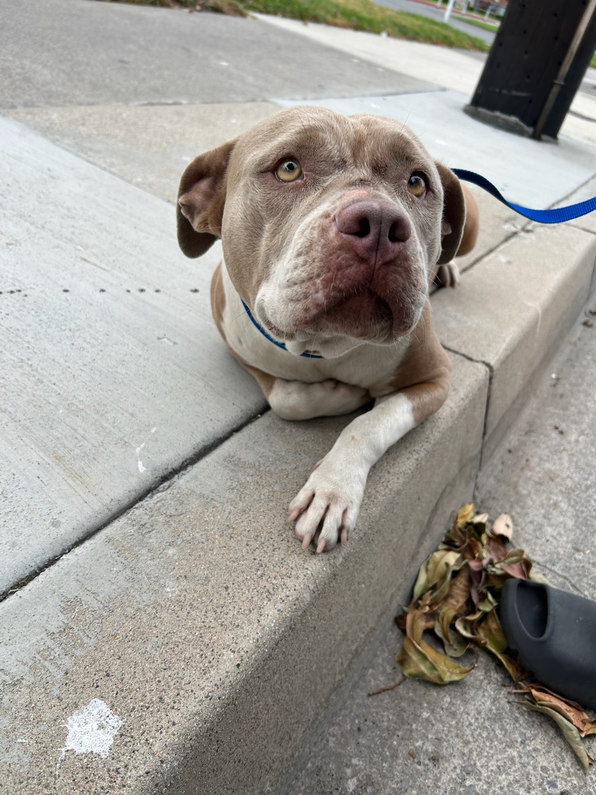 DOG, PITBULL MIX, FEMALE, TAN/WHITE, ADULT, NO MICROCHIP
