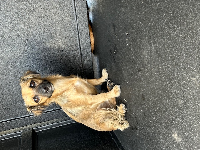DOG, DASCHUND MIX, TAN/BLACK, FEMALE, ADULT, NO MICROCHIP