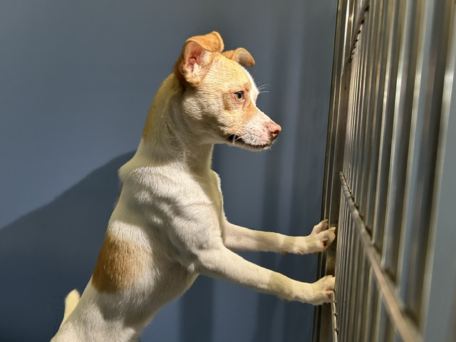 DOG, CHIHUAHUA MIX, MALE, WHITE/TAN, ADULT, NO MICROCHIP