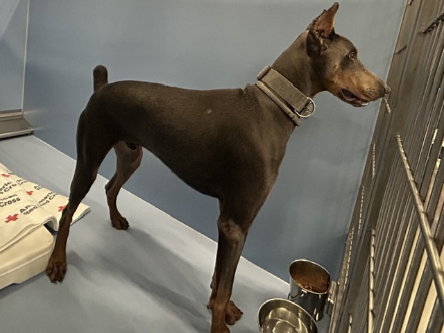 DOG, DOBERMAN, MALE, BLACK/TAN, ADULT, NO MICROCHIP, WEARING TAN COLLAR