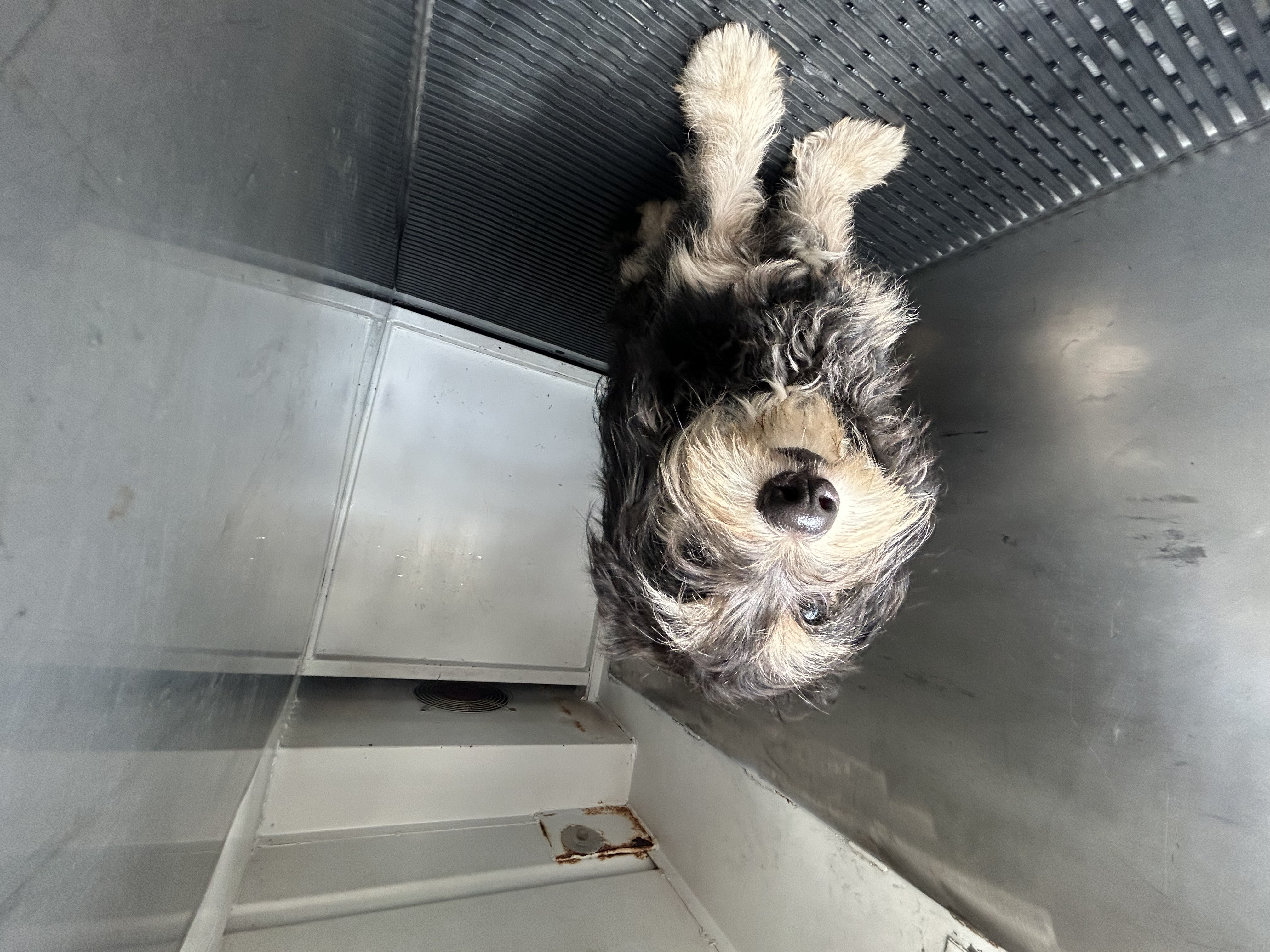 DOG, TERRIER MIX, MALE, BLACK/TAN, ADULT, NO MICROCHIP