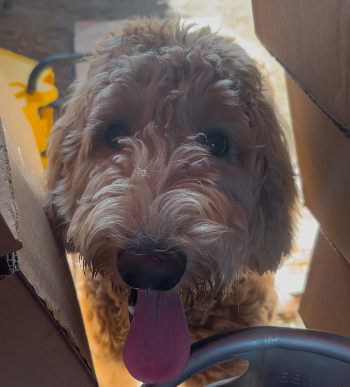 DOG, POODLE MIX, BROWN, FEMALE, NO MICROCHIP