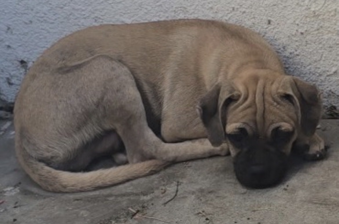 DOG, PUG MIX, MALE, FAWN/BLACK, JUVENILE, NO MICROCHIP