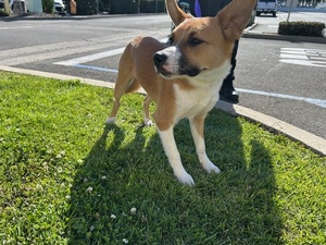 DOG, SHEPHERD MIX, BROWN/WHITE, MALE, ADULT, NO MICROCHIP
