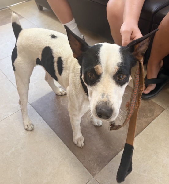 DOG, RAT TERRIER, TRI-COLOR, MALE, ADULT, NO MICROCHIP