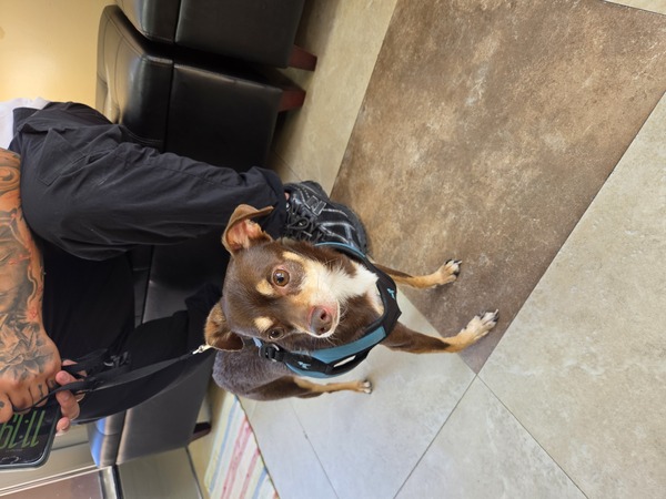 DOG, CHIHUAHUA MIX, MALE, BROWN/TAN, ADULT, HAS MICROCHIP