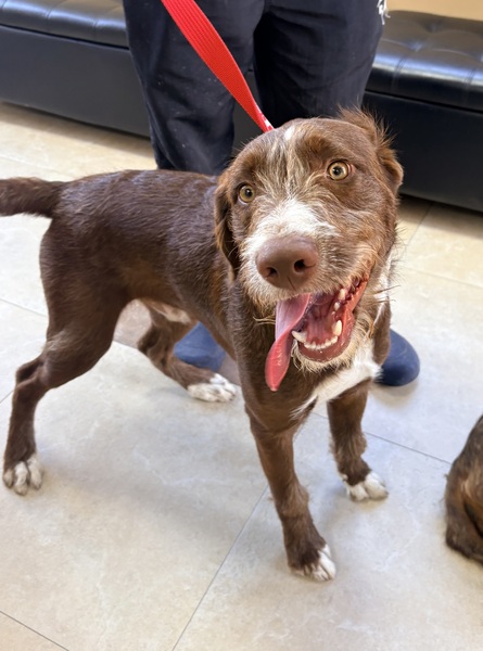 DOG, TERRIER MIX, MALE, CHOCOLATE/WHITE, JUVENILE, NO MICROCHIP