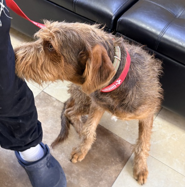DOG, TERRIER MIX, MALE, CHOCOLATE/TAN, JUVENILE, NO MICROCHIP