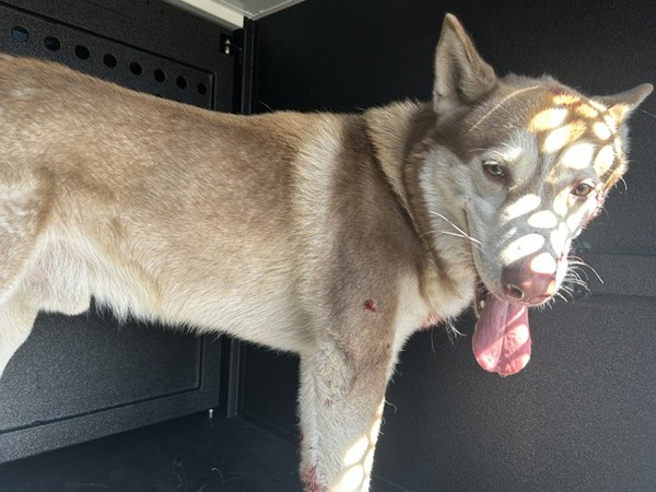 DOG, HUSKY, TAN/WHITE, MALE, ADULT, NO MICROCHIP