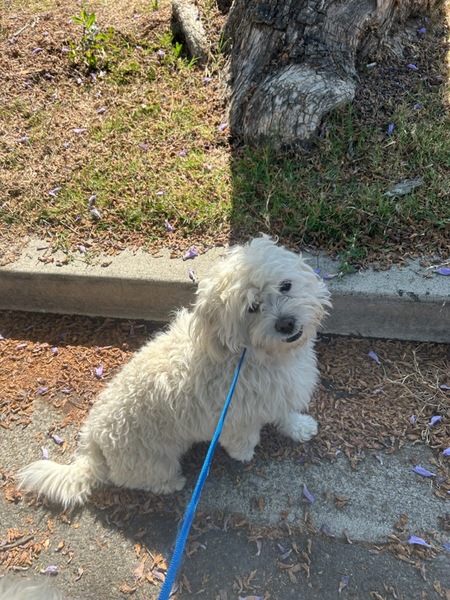 DOG, MALTESE MIX, WHITE, MALE, ADULT, NEUTERED, HAS CHIP