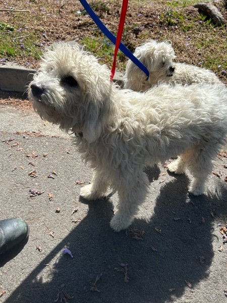 DOG, MALTESE MIX, WHITE, MALE, ADULT, NEUTERED, HAS CHIP