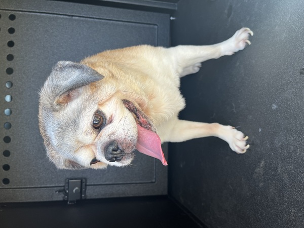 DOG, PUG, MALE, TAN/BLACK/GRAY, SENIOR, NO MICROCHIP