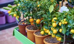 citrus plants